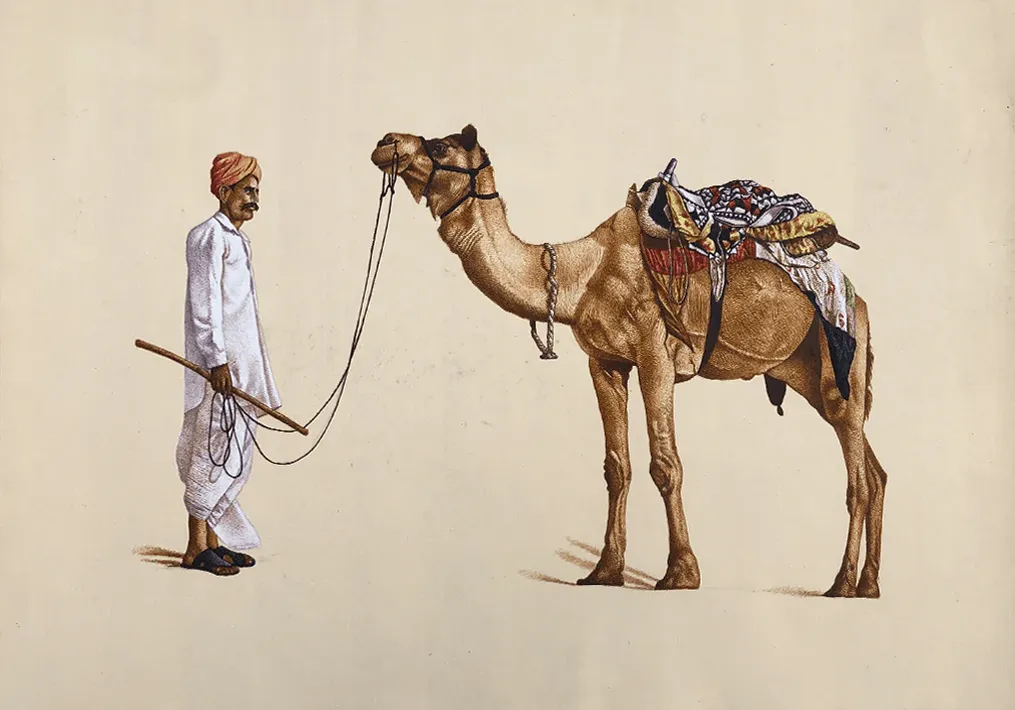 A Camel and the Rider in Miniature Painting by Mohan Prajapati