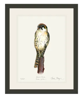 American Kestrel Print