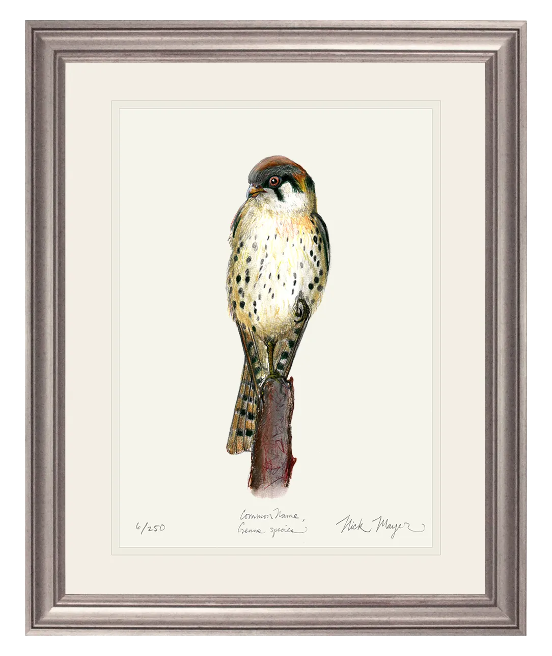 American Kestrel Print