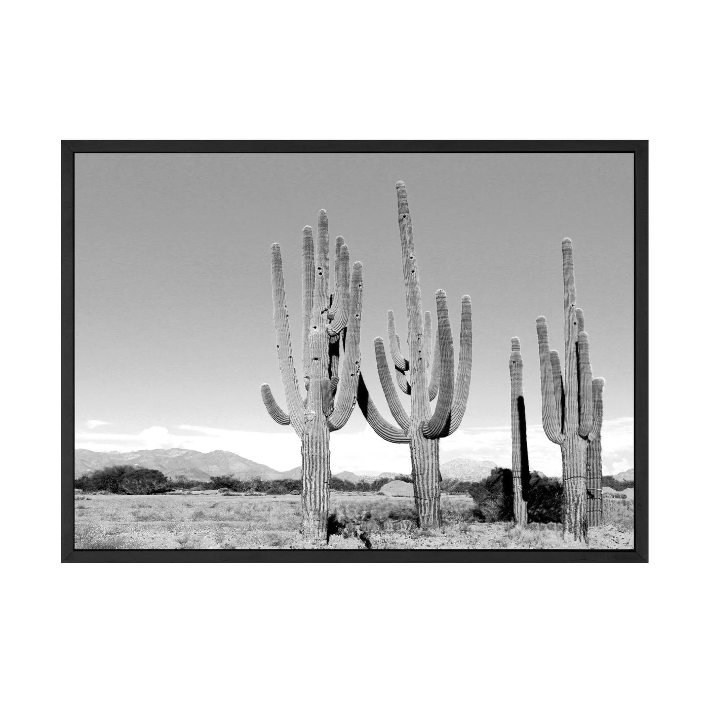 CACTUS PHOTOGRAPHY PRINT