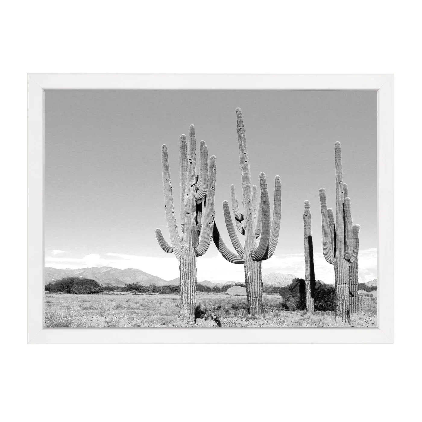 CACTUS PHOTOGRAPHY PRINT